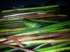 Sphaenorhynchus caramaschii