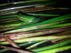 Sphaenorhynchus caramaschii