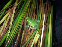 Sphaenorhynchus caramaschii