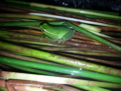 Sphaenorhynchus caramaschii