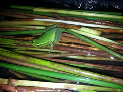 Sphaenorhynchus caramaschii