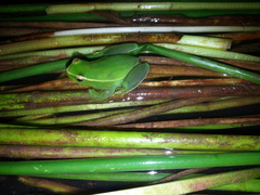 Sphaenorhynchus caramaschii