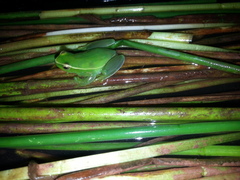 Sphaenorhynchus caramaschii