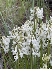 Astragalus sheldonii