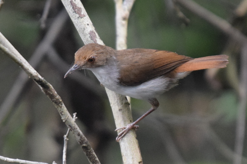 White-chested Babbler