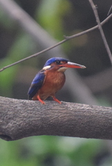 Alcedo meninting