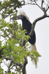 Berenicornis comatus