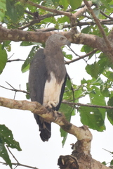 Haliaeetus ichthyaetus