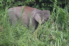 Elephas maximus borneensis