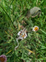Macrodactylus mexicanus
