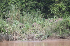 Elephas maximus borneensis