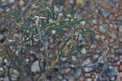Pultenaea rosmarinifolia