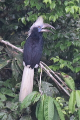 Berenicornis comatus