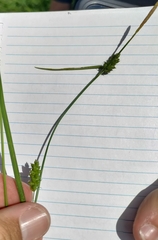 Carex conoidea