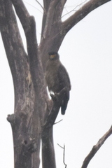 Spilornis cheela pallidus