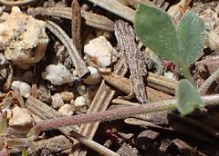 Acmispon decumbens decumbens