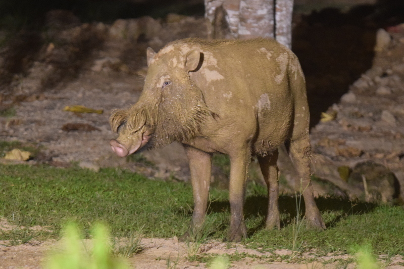 Sus barbatus barbatus (Especies y subespecies (Global)) · iNaturalist