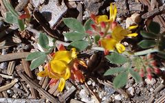 Acmispon decumbens decumbens
