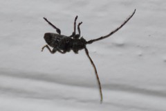 Ecyrus