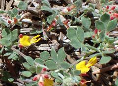 Acmispon decumbens decumbens