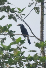 Anorrhinus galeritus