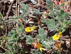 Acmispon decumbens decumbens
