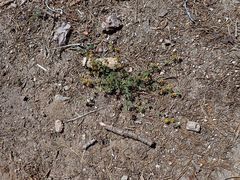 Acmispon decumbens decumbens