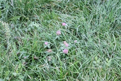 Trifolium pratense