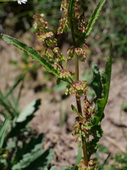Rumex crispus crispus