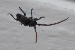 Ecyrus