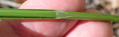 Carex fracta