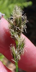 Carex fracta