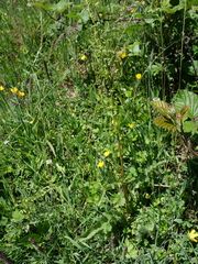 Rumex crispus crispus
