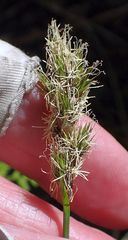 Carex fracta