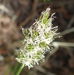 Carex fracta