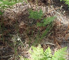 Carex fracta
