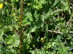 Rumex crispus crispus