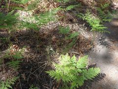 Carex fracta