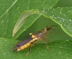 Trypherus frisoni