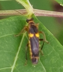 Trypherus frisoni