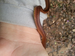 Dibernardia bilineata
