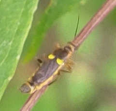 Trypherus frisoni
