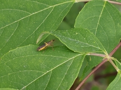 Trypherus frisoni