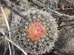 Melocactus zehntneri