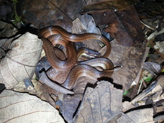 Dibernardia bilineata