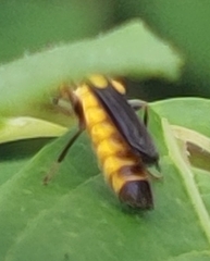 Trypherus frisoni