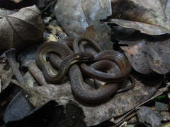 Dibernardia bilineata