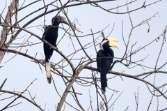 Anthracoceros malayanus