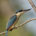 Australasian Kingfisher - Photo (c) Tan Kok Hui, some rights reserved (CC BY-NC), uploaded by Tan Kok Hui