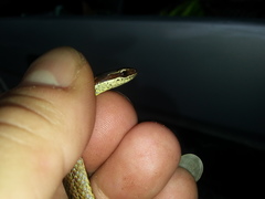Dibernardia bilineata